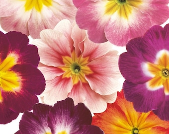 Primula Seeds 50 Primrose Seeds Primula Danova Bicolor Mix