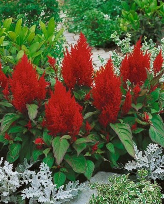 50 Celosia Plumed Forest Fire Seeds | Etsy