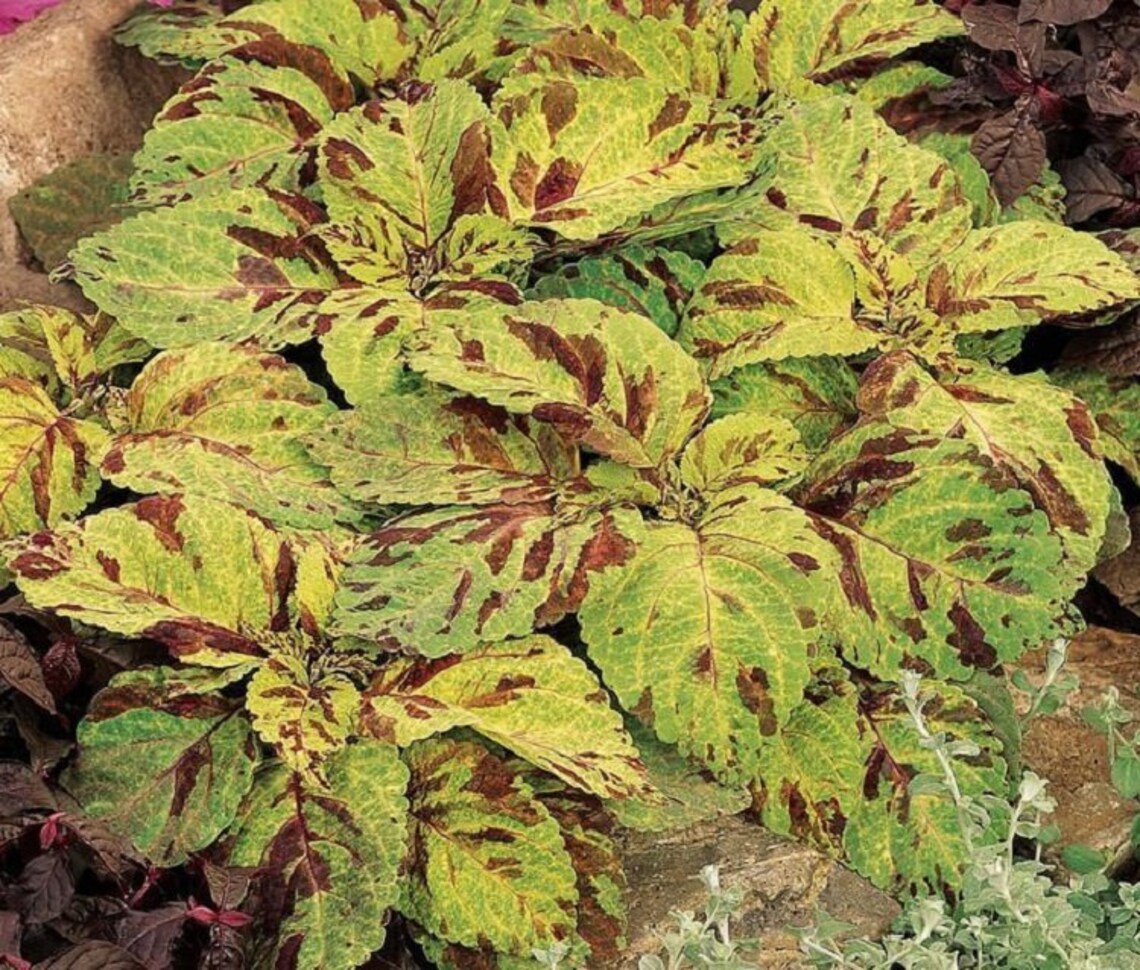 MPB3 Coleus Seeds Wizard Mosaic 50 Thru 1000 Seeds Etsy