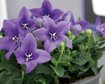 Platycodon Seeds 25 Seeds Balloon Flower Platycodon Pop Star Blue