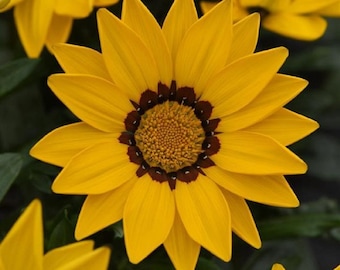 30 Gazania Seeds New Day Rose Stripe Seeds BW91018-9 - Etsy