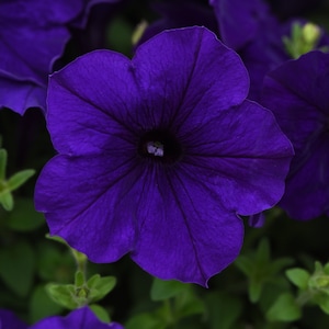 May include: Close-up of a vibrant, deep purple petunia flower in full bloom. The flower has a dark center and delicate, textured petals. Green foliage provides a contrasting backdrop, highlighting the flower's rich color and intricate details.