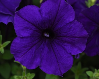 Petunia Seeds E3 Easy Wave® Blue 25 Pelleted Seeds