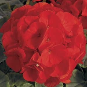 BIN1D#2 Geranium Seeds Geranium Bullseye Scarlet 100 Bulk Seeds F1 Hybrid