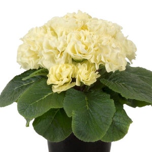 Primula Acaulis Paradiso Double Lime 25 Primrose Seeds