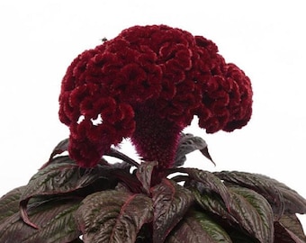 Celosia Seeds Celosia Dracula 25 Pelleted Cockscomb Seeds