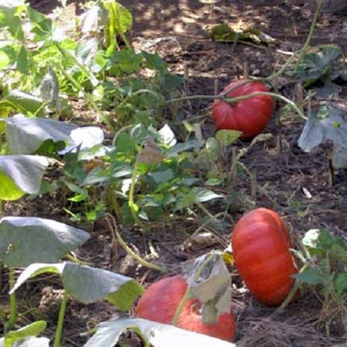 Cinderella Pumpkin Seeds 50 Seeds Heirloom Pumpkin