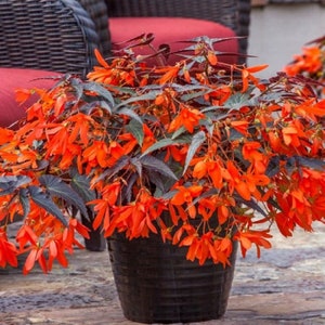 Pelleted Begonia Seeds 15 thru 50 Begonia Seeds Bossa Nova Night Fever Rossa Trailing Begonia