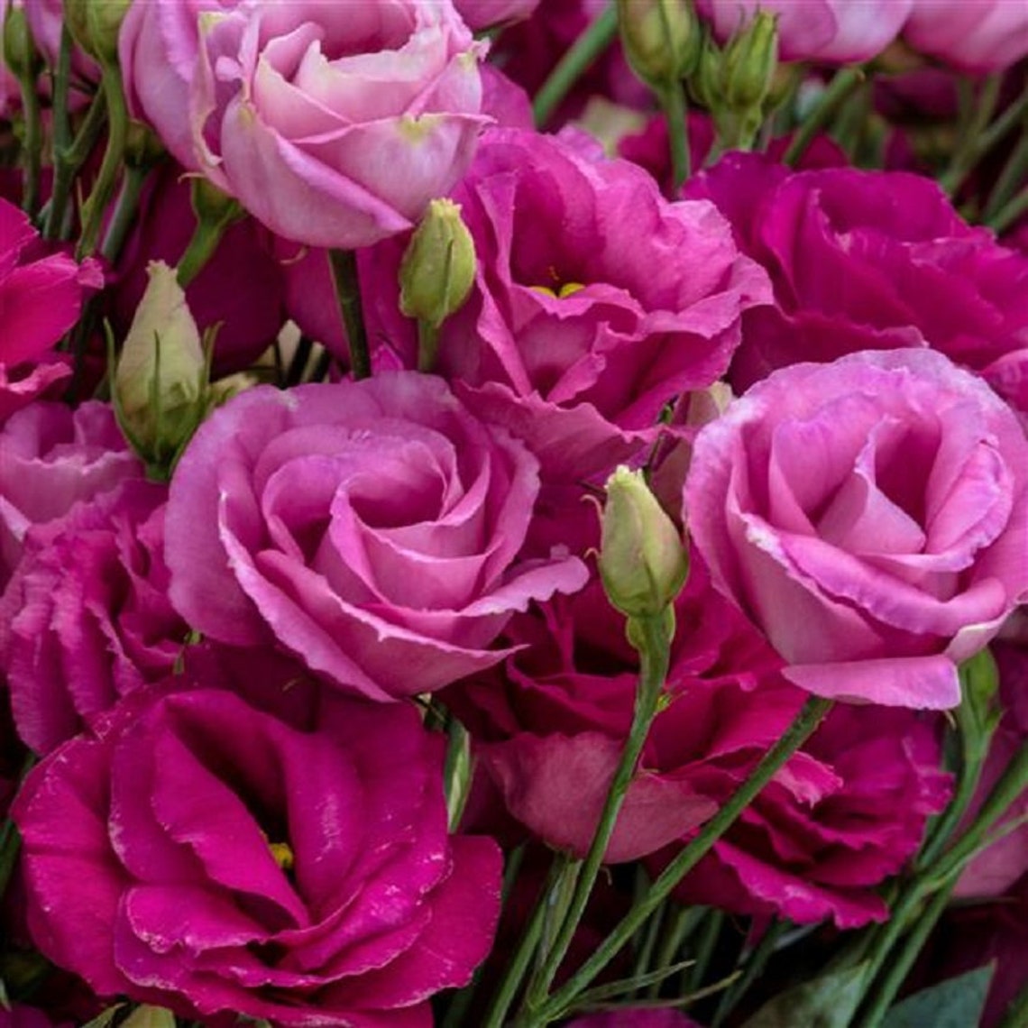 Lisianthus Seeds Rosita 3 Red 25 Pelleted Seeds Cut Flower - Etsy