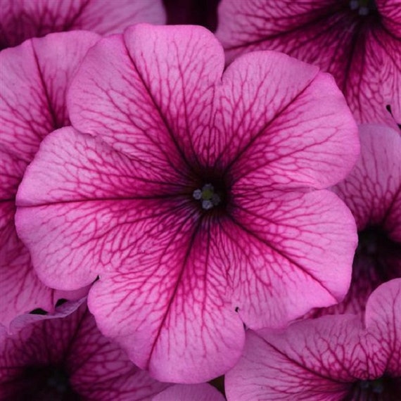 ♡ Petunia 61jRELhCQ5L._UF894,1000_QL80_.jpg