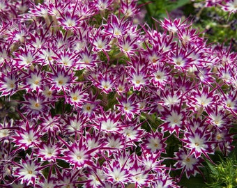 Phlox Seeds Phlox Popstar Purple Eye 50 Seeds F1 Seeds