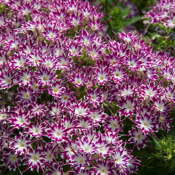 Phlox Seeds Phlox Popstar Purple Eye 50 Seeds F1 Seeds