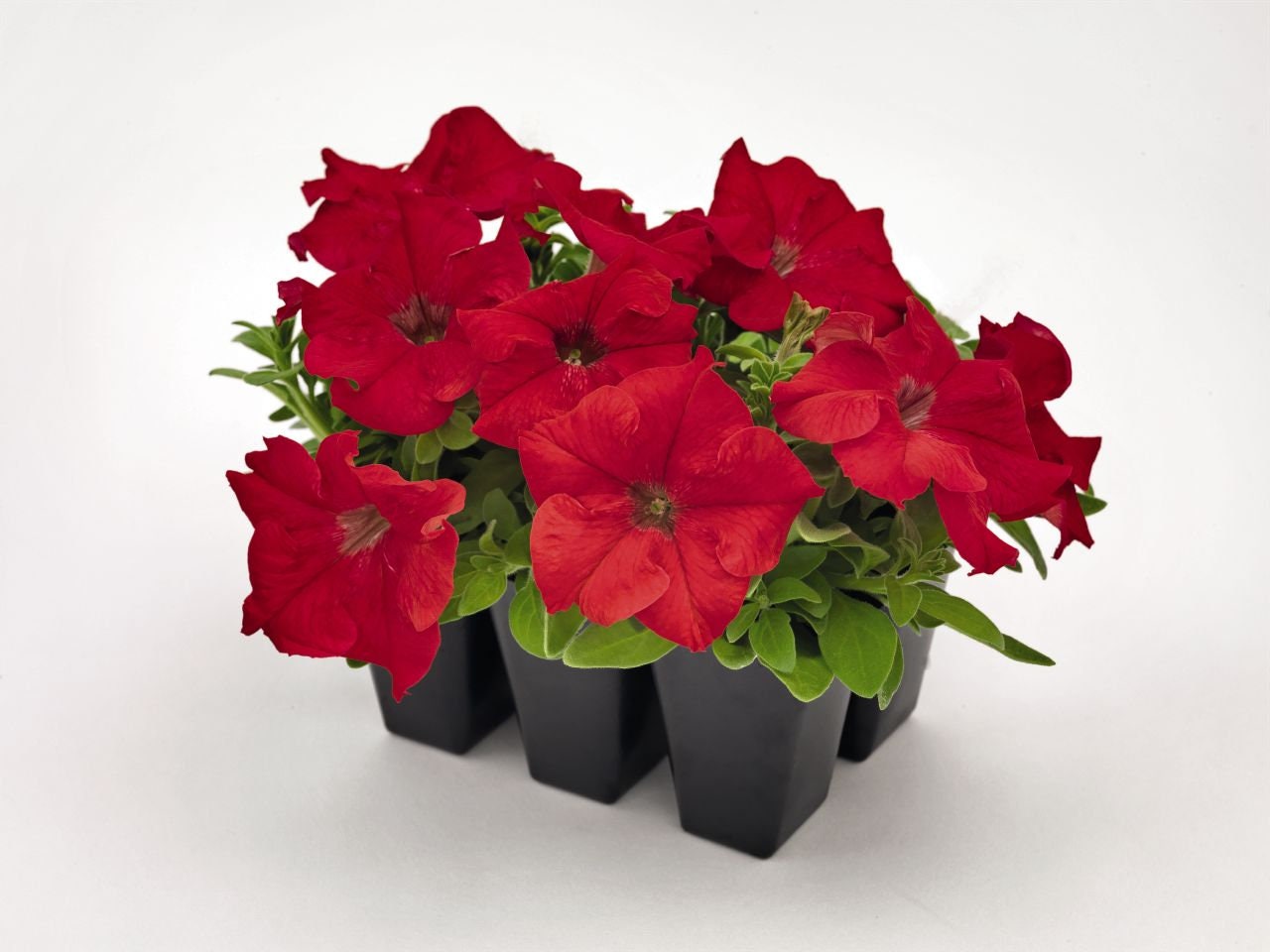 Petunia Success HD Red 50 Pelleted Petunia Seeds