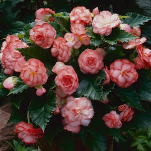 Begonia Seeds Begonia On Top Fandango 15 thru 50 Pelleted Seeds image 1