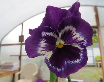 50 Pansy Seeds Snow Pansy Purple Blotch