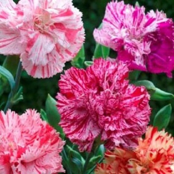 Carnation Seeds Chaband Mix Seeds Dianthus Seeds 50 Seeds