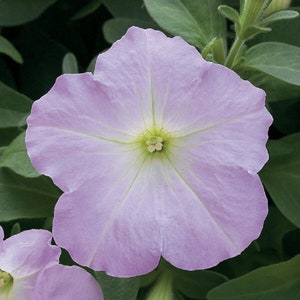 BIN#2R11D3 Petunia Seeds Trilogy Lavender Pink Trailing Petunia Seeds 25 Pelleted Seeds