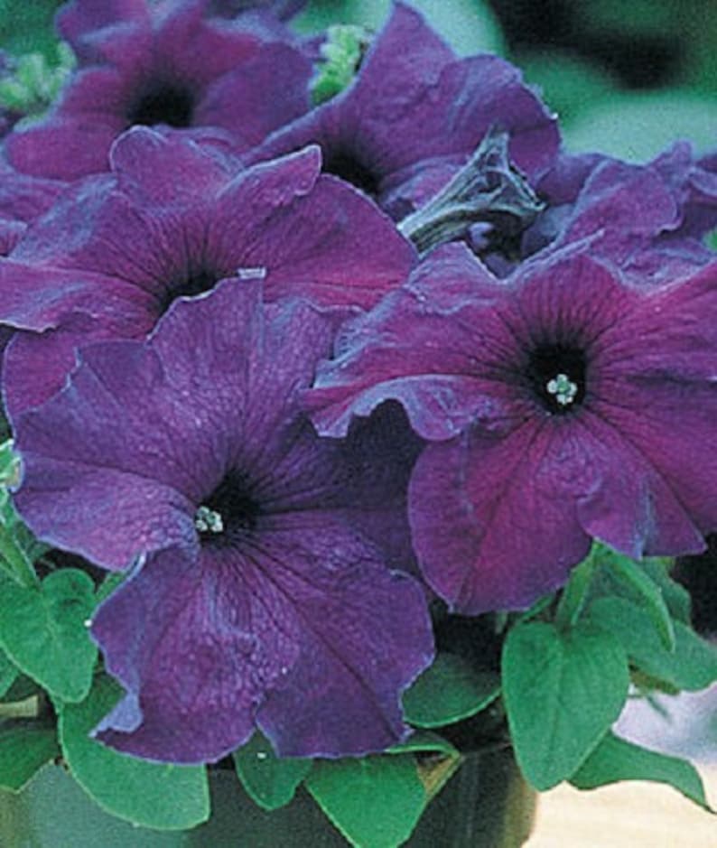 Петуния суперкаскад. Петуния supercascade blue. петуния грандифлора суперкаскад ред. петуния грандифлора суперкаскад блю.
