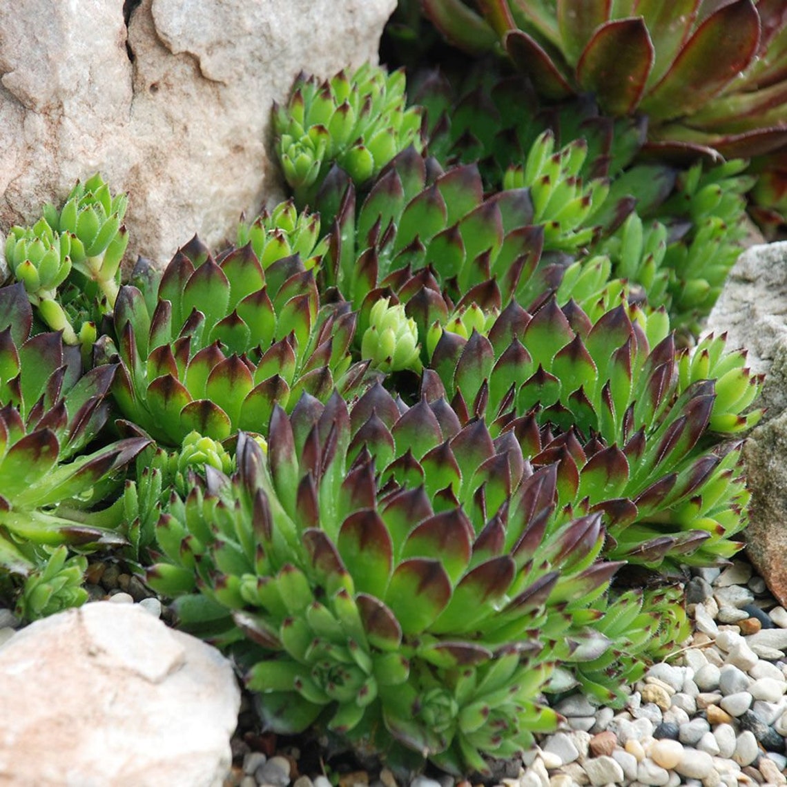100 Seeds Sempervivum Hybridum Seeds Hen And Chicks Hardy
