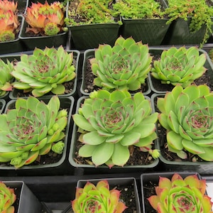 100 Seeds Hen & Chicks Mix Sempervivum Hybridum Seeds