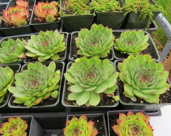 100 Seeds Hen & Chicks Mix Sempervivum Hybridum Seeds