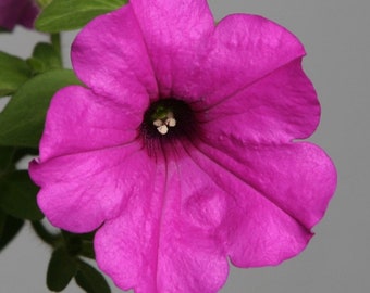 Petunia Seeds Petunia Explorer Purple 25 Pelleted Seeds