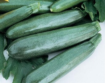 Black Beauty Zucchini Seeds Summer Squash 25 thru 100 Seeds