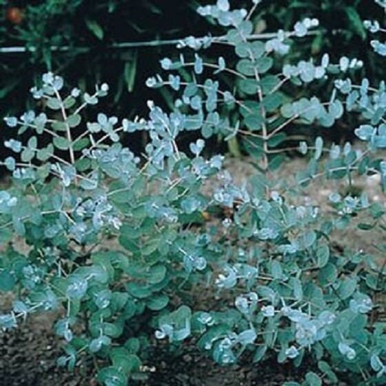 25 Eucalyptus Seeds Silver Drop Seeds Cut Flowers Plant Seeds Seed Packets