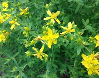 St. Johns Wort Seeds Hypericum perforatum medicinal herb 50 thru 500 Seeds