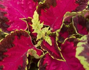 MPB#1 Coleus Seeds 50 Pelleted Seeds Fairway Rose Flower Seeds