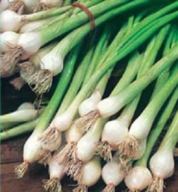 Onion 500 Seeds White Bunching 