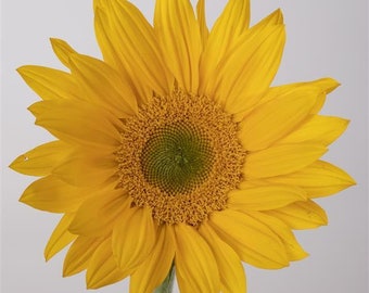 Helianthus Seeds Sunflower Bradley 50 Sunflower Seeds