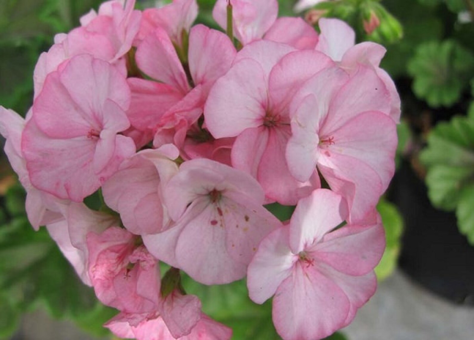 15 Seeds Geranium Zonal Black Velvet Apple Blossom Geranium Etsy