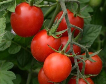 Tomato Seeds 25 Tomato Tidy Treats F1 Cherry Tomato