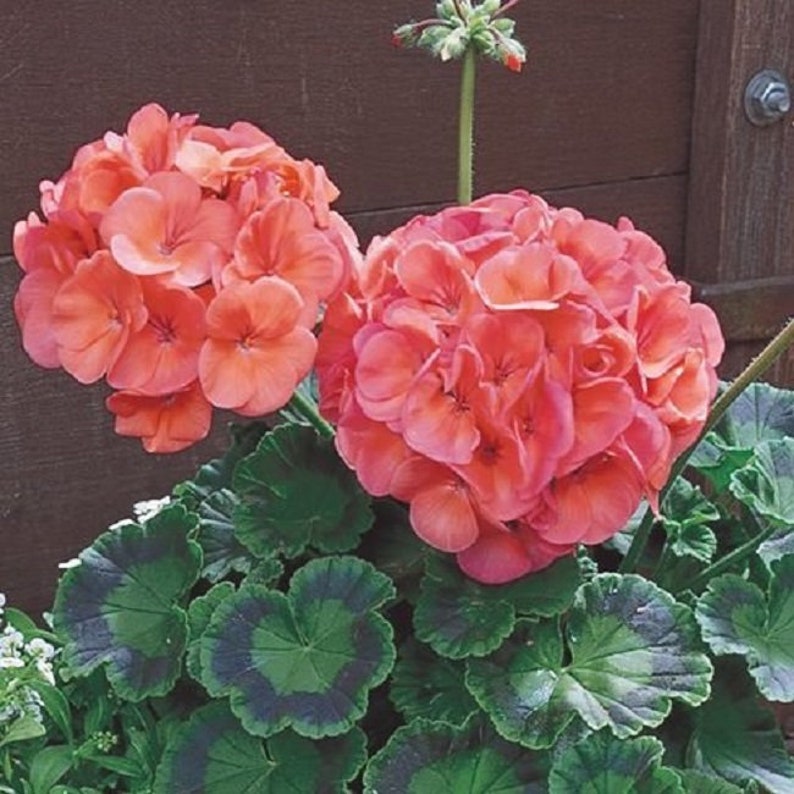 Maverick Salmon Geranium Seeds Maverick Geranium 15 a 250 Etsy