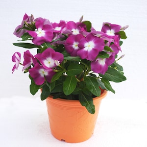 Vinca Seeds Mega Bloom Orchid Halo 25 Seeds Large Blooms