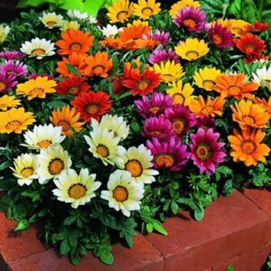 K&ouml;nnte beinhalten: Eine Nahaufnahme einer Vielzahl von bunten Blumen in einem Blumenbeet. Die Blumen sind in den Farben Gelb, Orange, Rot, Rosa und Wei&szlig;. Die Blumen sind in einem Kreis angeordnet, wobei die Mitte des Kreises die h&ouml;chsten Blumen sind.
