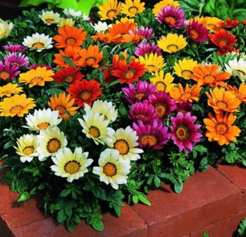 K&ouml;nnte beinhalten: Eine Nahaufnahme einer Vielzahl von bunten Blumen in einem Blumenbeet. Die Blumen sind in den Farben Gelb, Orange, Rot, Rosa und Wei&szlig;. Die Blumen sind in einem Kreis angeordnet, wobei die Mitte des Kreises die h&ouml;chsten Blumen sind.