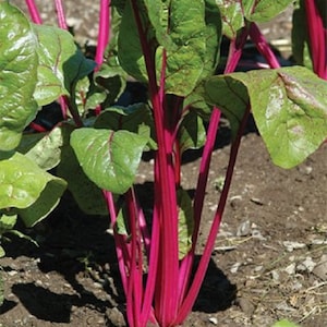 250 Swiss Chard Seeds Pink Lipstick Vegetable Seeds