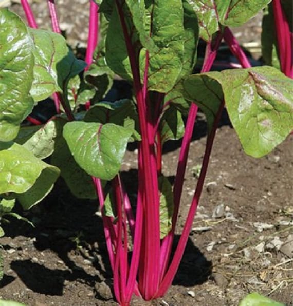 Pink Lipstick Swiss Chard Fresh Seed FREE Shipping Swiss Chard Seed Pink Lipstick Swiss Chard Fresh Seed FREE Shipping Swiss Chard Seed