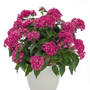 Flowers Pentas Seeds Pentas Graffiti 20/20 True Pink 25 Pelleted Seeds