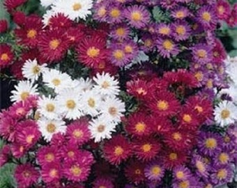 100 Seeds Aster Alpinus Mix FLOWER SEEDS