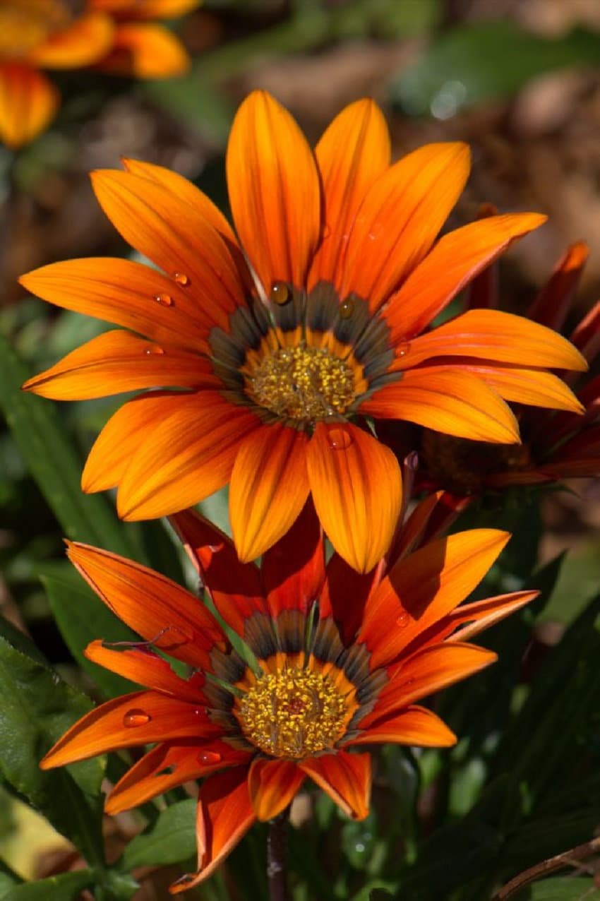 【SJ18762】SEED / Shiny Day MPB#12 Gazania Seeds New Day Orange Gazania Linearis 15 Thru