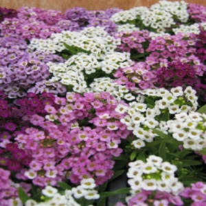 10,000 Bulk Seeds Alyssum Seeds Alyssum Cheers Blues Mix