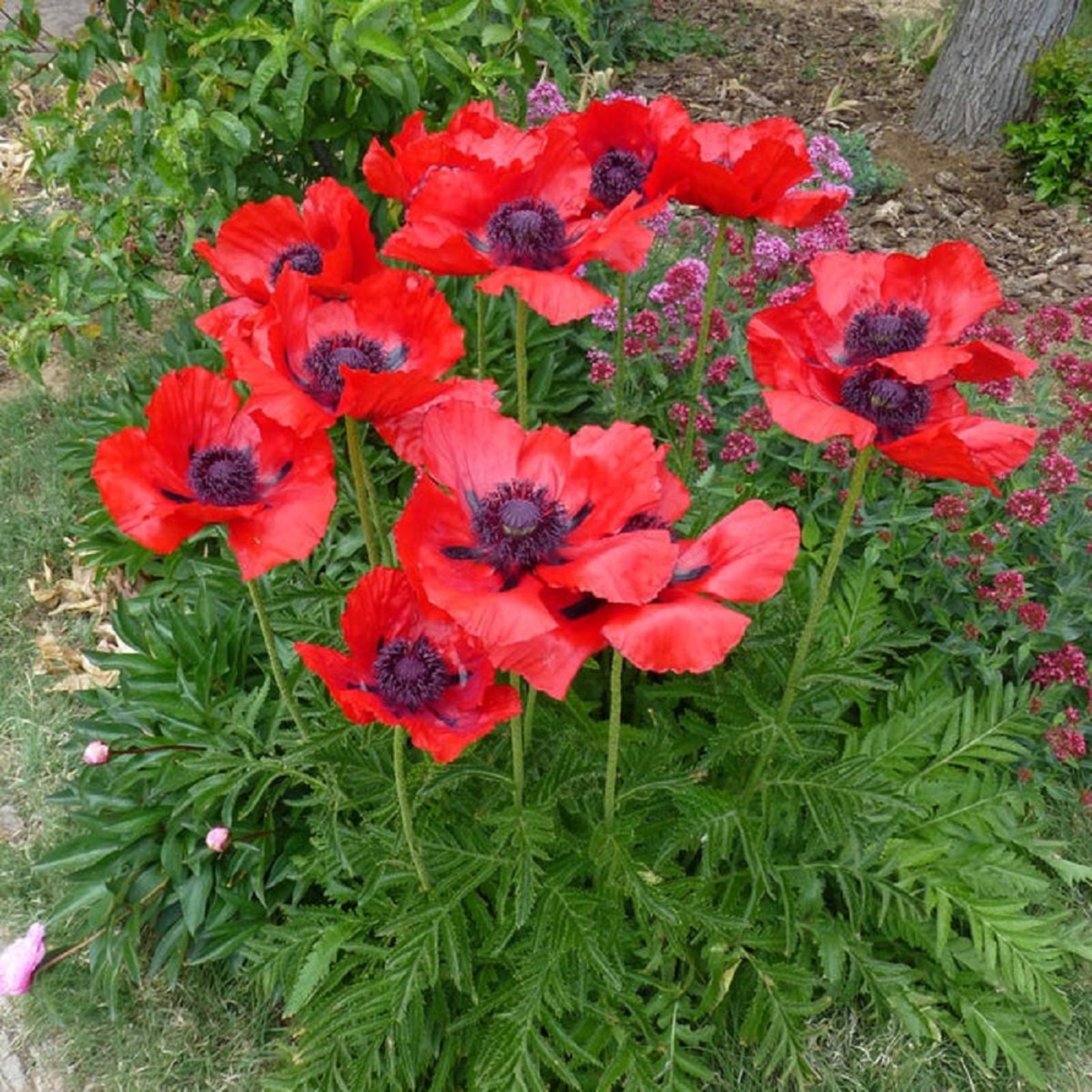 Декоративный мак купить. Мак папавер. Мак Восточный (Papaver orientale). Папавер Ориентал.