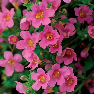 BIN#1R5D1 Bacopa Seeds 25 thru 100 Multi Pelleted Bacopa Pinktopia Seeds F1 New Variety