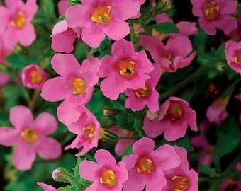 BIN#1R5D1 Bacopa Seeds 25 thru 100 Multi Pelleted Bacopa Pinktopia Seeds F1 New Variety