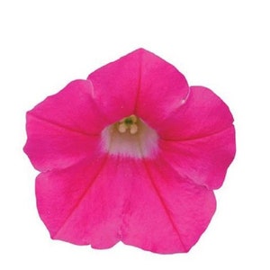 BIN#2R9D7 Shock Wave Rose Trailing Petunia 100 Bulk Pelleted Petunia Seeds
