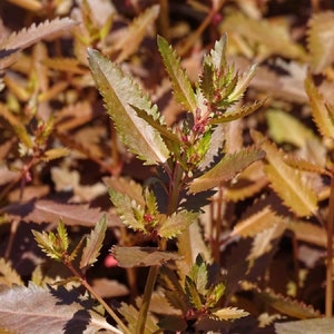Haloragis Seeds Melton Bronze 25 Perennial Seeds Great Foliage Plant