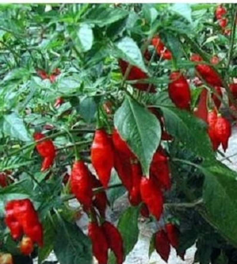 Seeds Bulbs 25 Pepper Hot Paper Lantern Pepper Seeds Garden Patio Instituteoffinearts Co In